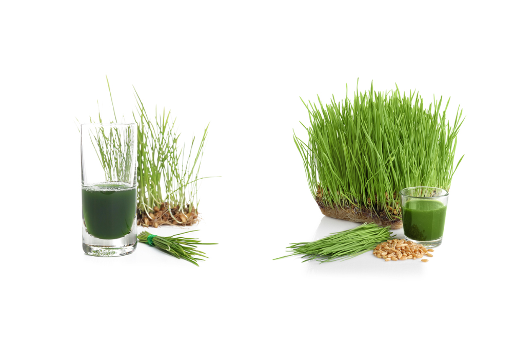 Amazing Health Benefits of Wheat Grass Juice